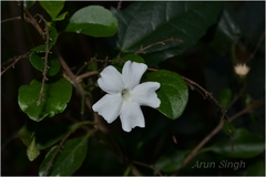 Thunbergia fragrans var. laevis